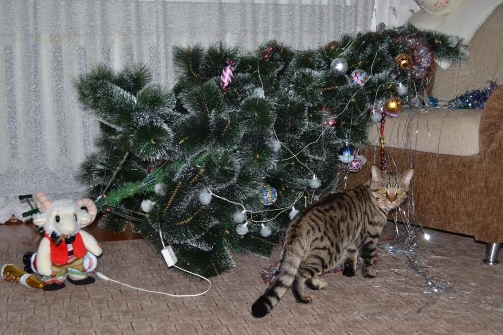 Новогодняя котоматрица: это ёлка, и мы ее валим! (подборка юморных фото с  котиками) | Животные | Дзен