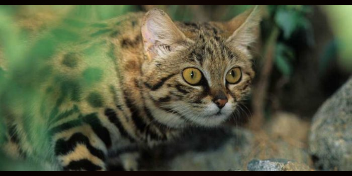 Сделано в canva.com