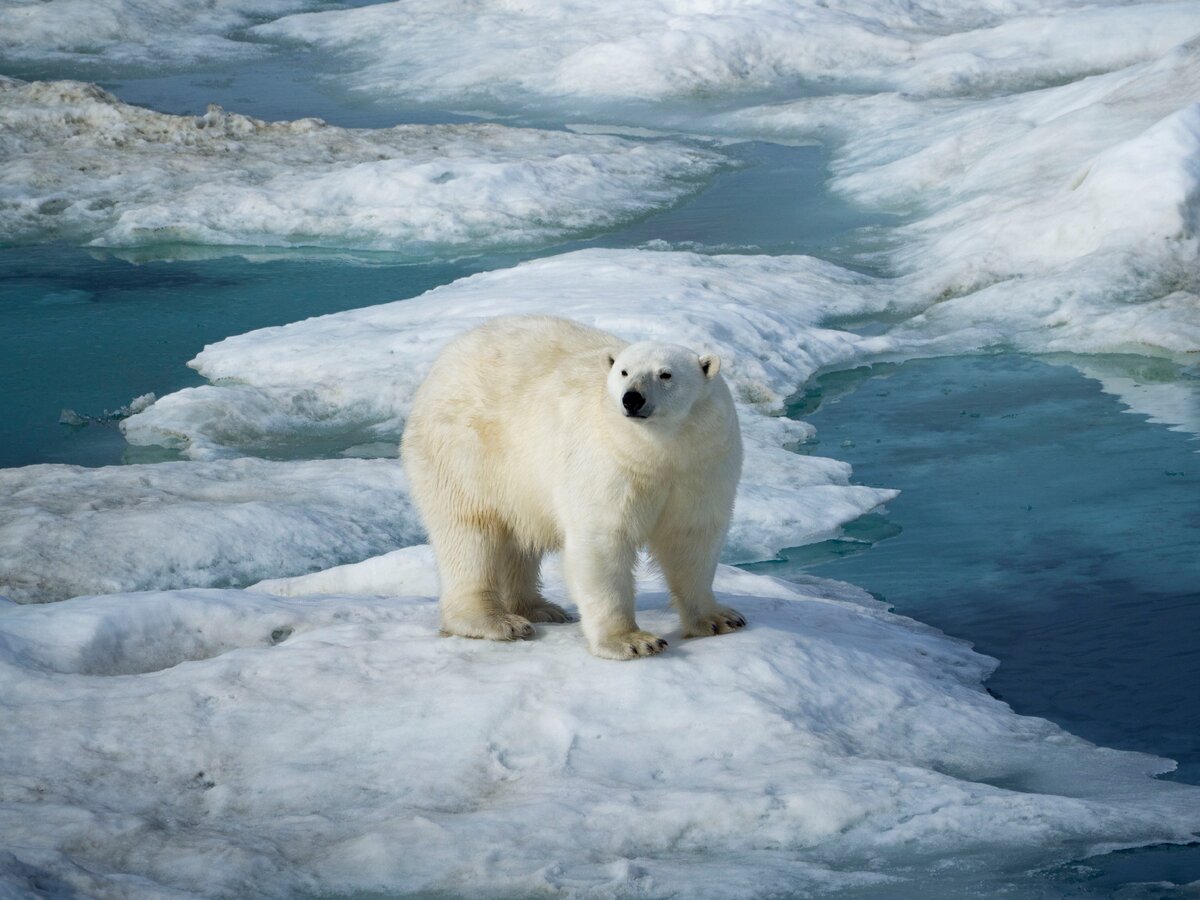 Белый медведь (Ursus maritimus)