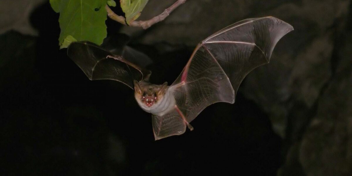 Гигантская вечерница