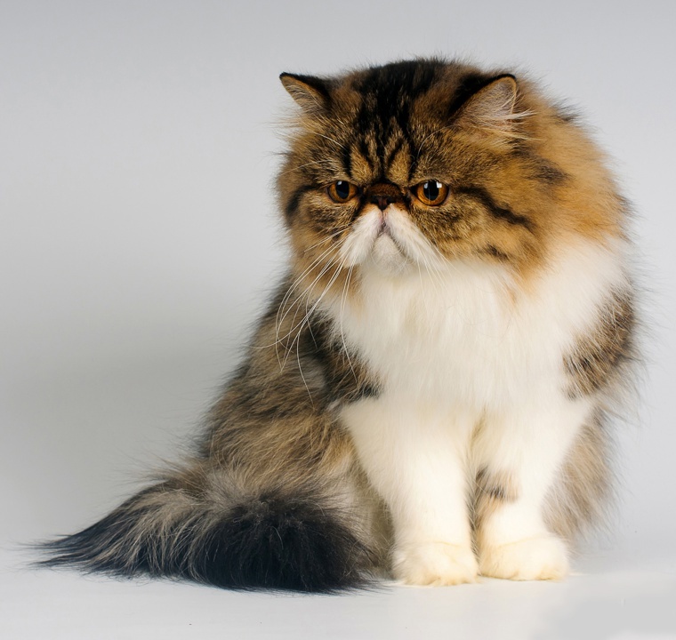 Персидская кошка