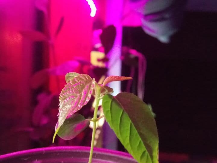 Чудо-растения из семян!