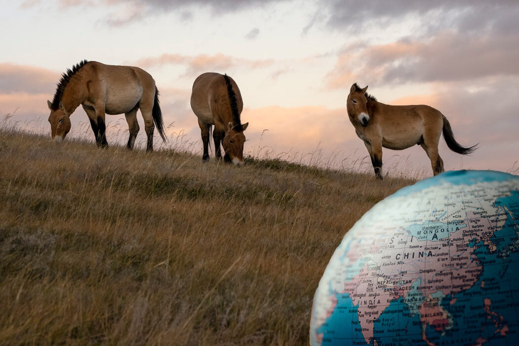 Степи Монголии