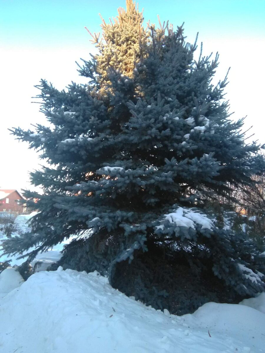 Голубая ель. В диаметре 10 метров.