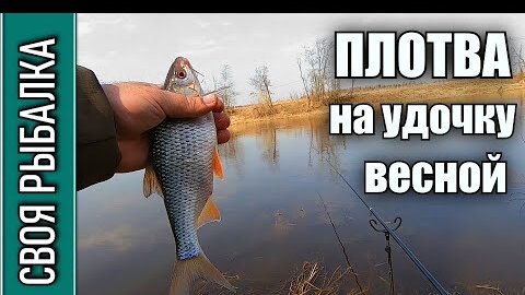 Ловля плотвы на удочку весной со ДНА!