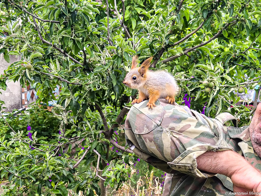 На фото: мой сосед - бельчонок.