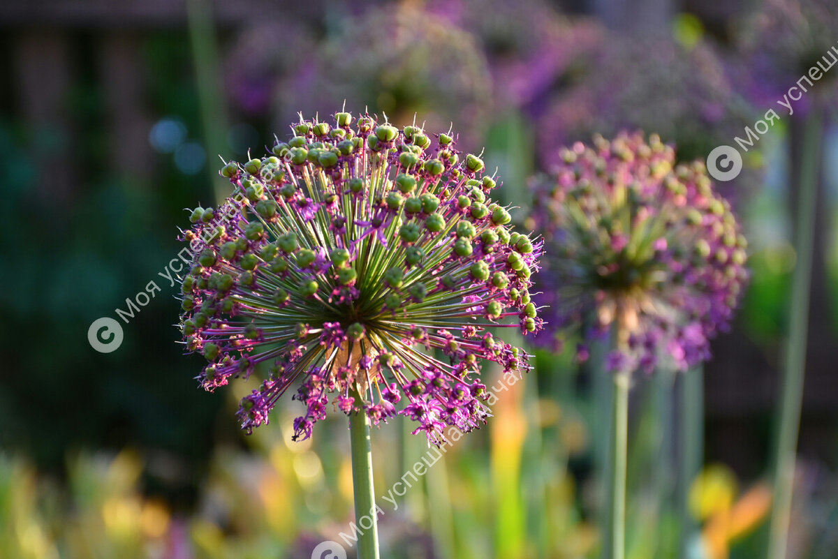 Лук красивенький Allium bellulum Prokh