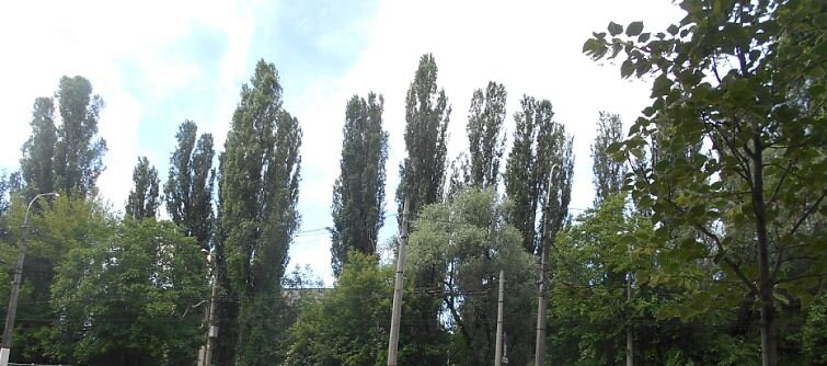 Высокие тороля в Симферополе