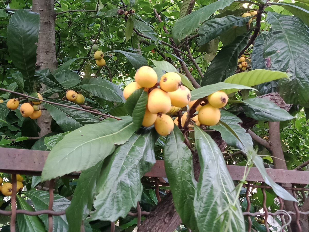 мушмулу мы каждый день ели прямо с дерева