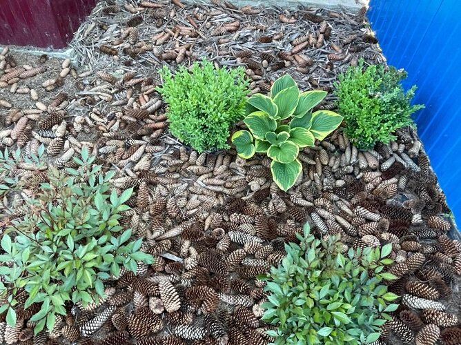 СПЕРЕДИ ДВЕ АСТИЛЬБЫ. СЗАДИ - САМШИТЫ, А МЕЖДУ НИМИ ХОСТА