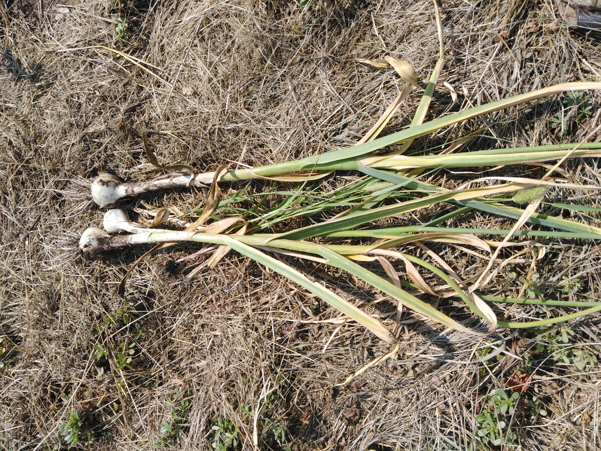 Вырастить чеснок в открытом грунте, это половина дела. Важно вовремя убрать и сохранить урожай