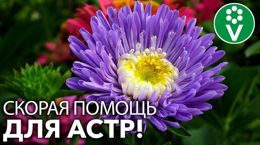 ВАШИ АСТРЫ НАКОНЕЦ БУДУТ ЗДОРОВЫ! Определяем проблему по листьям и принимаем меры!