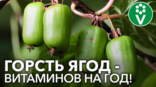 АКТИНИДИЯ КОЛОМИКТА - ягода со вкусом киви и ананаса в саду! Все о выращивании актинидии