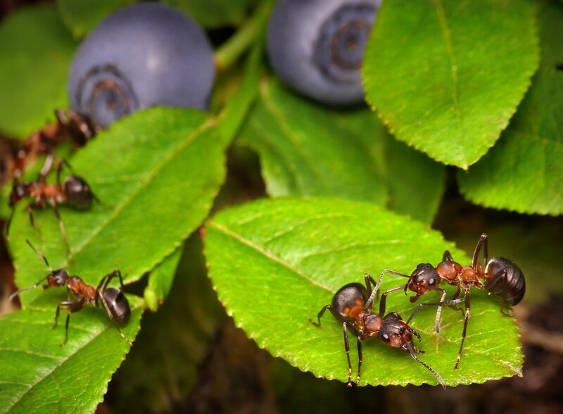 Манка от муравьев - как использовать для борьбы на огороде