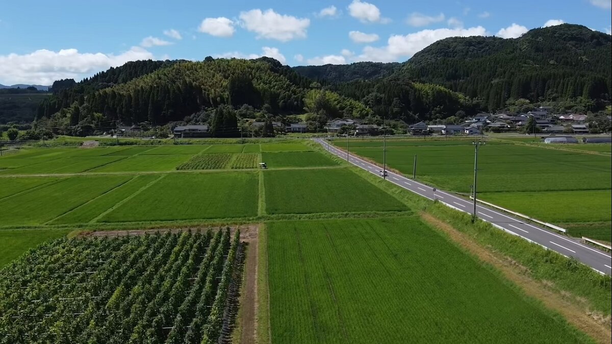 Рисовые поля