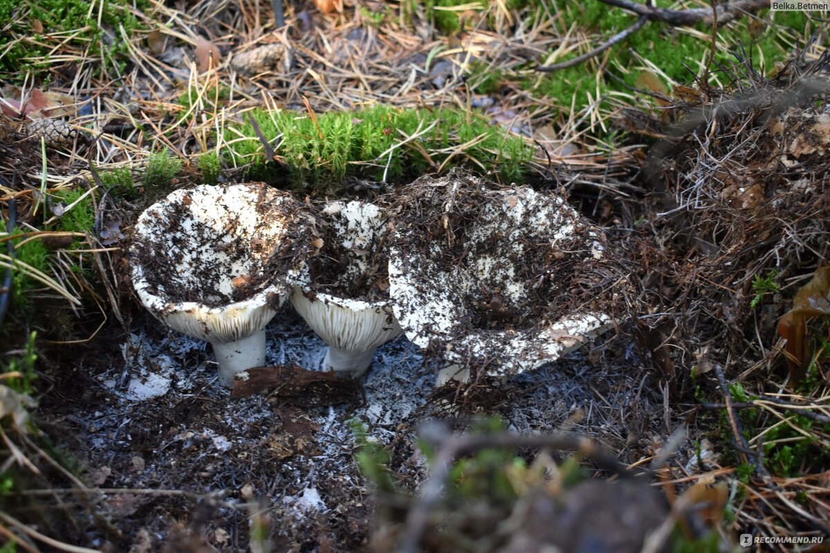 Разгребая мох и сосновые иголки, она находила семейку грибов, растущих под мхом. 