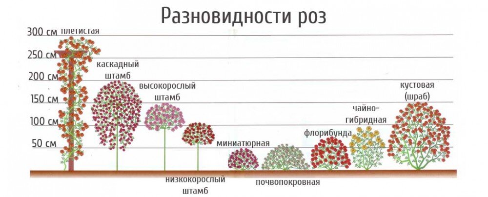  Классификация роз для дачников. Фото из открытого источника 5-nt.ru