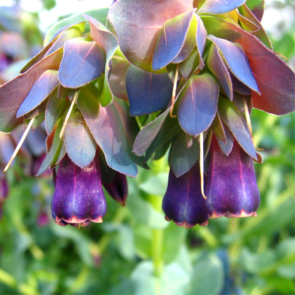 Примерно такое фото было в ИМ