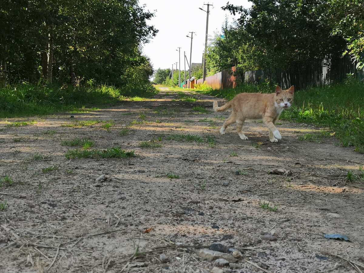 Карамелька шагает к дому