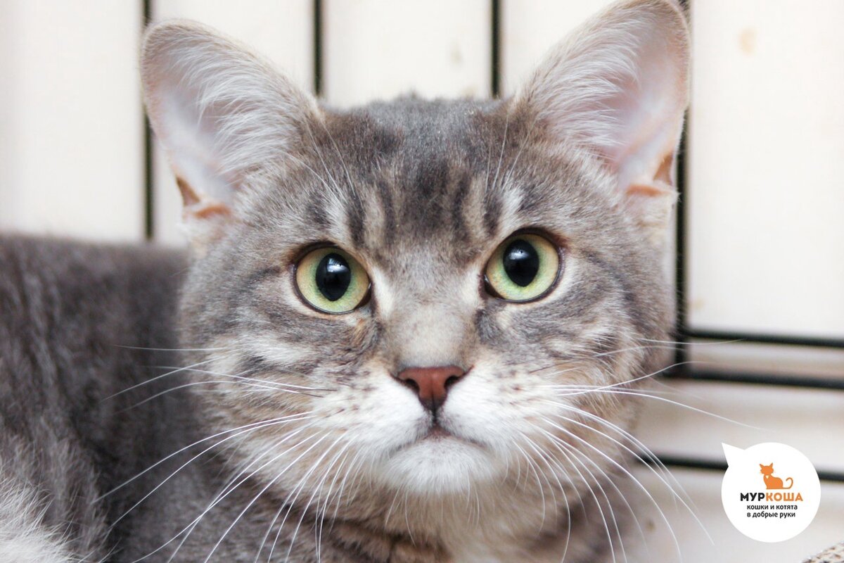 Котик Мышкинс- шикарные щечки.