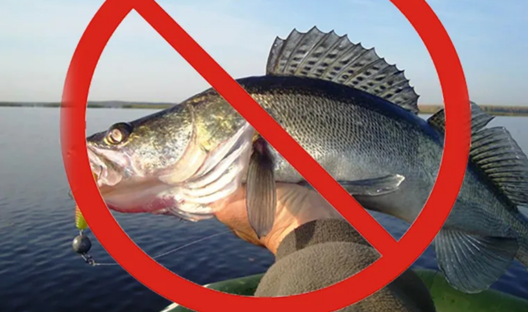 Ловля судака запрещена. Запрет на ловлю. Запрет на вылов рыбы. Вылов судака. Запрет вылова великобритании