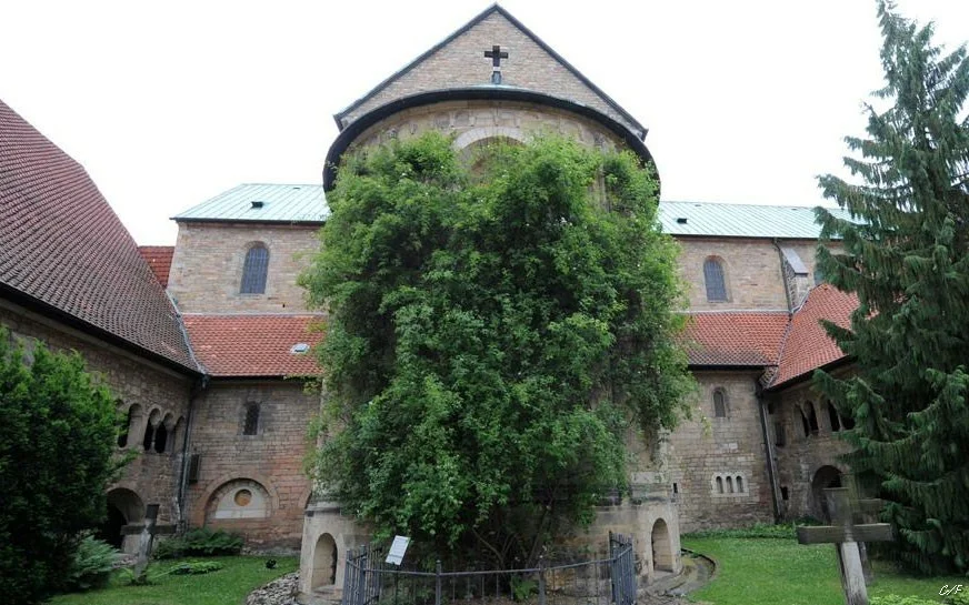 самая старая в мире роза