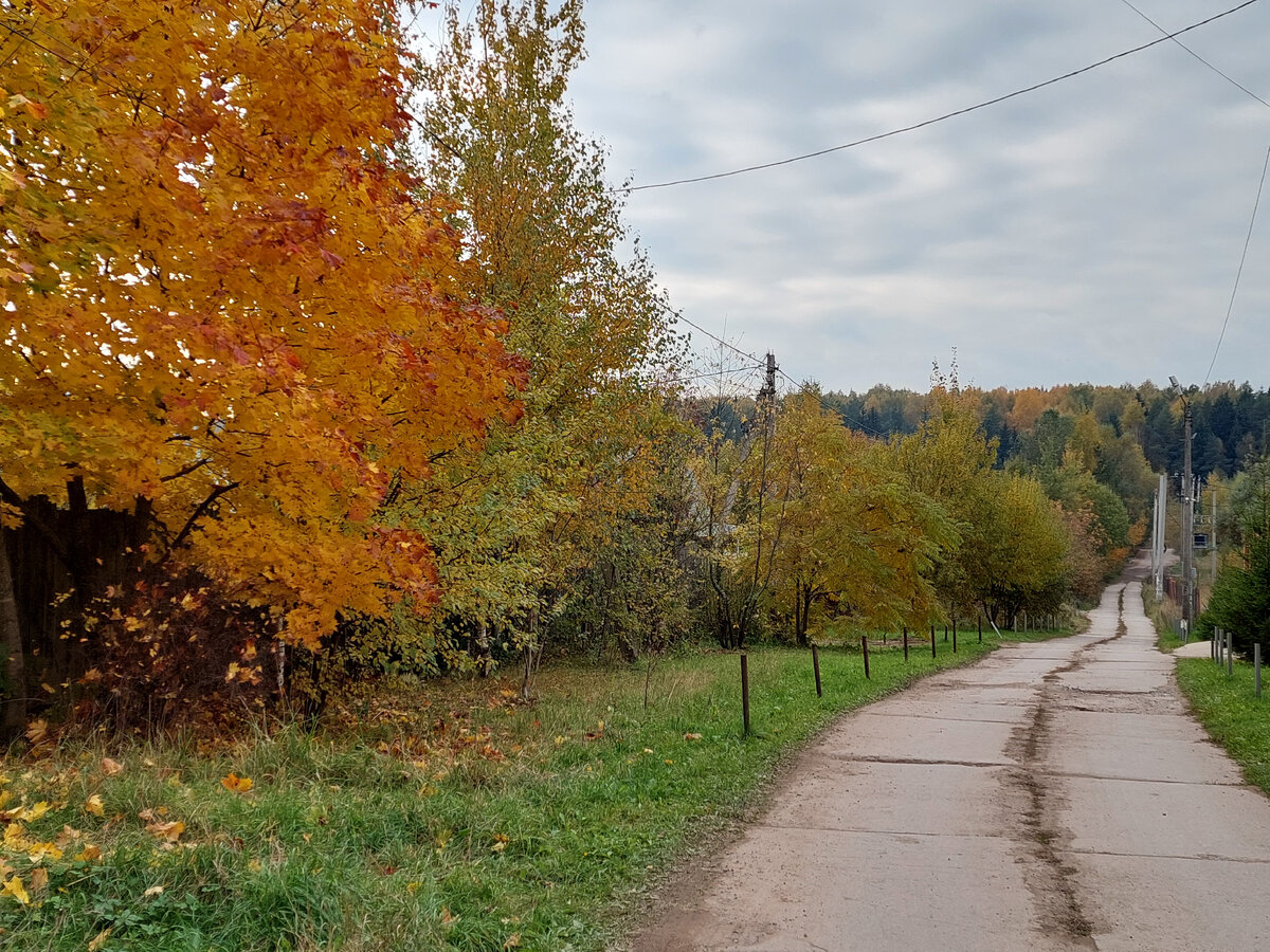 Фото автора. Золотая осень в селе.