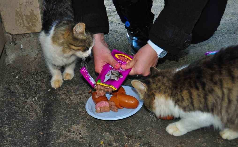 Кот помощь. Кормление бездомных кошек. Покорми бездомную кошку. Кормить бездомных животных. Кормление кошек на улице.