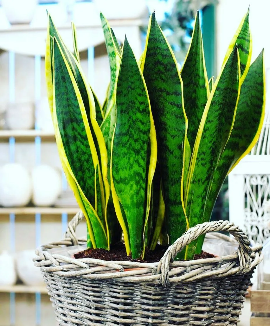 Sansevieria trifasciata