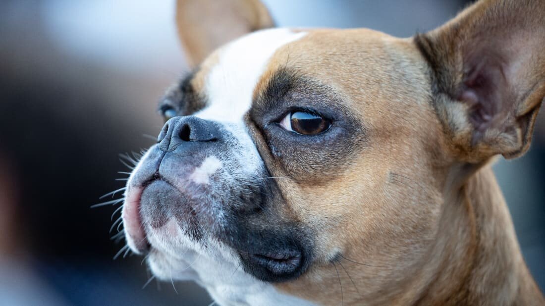 Почему у некоторых собак в ушах есть карман? | Держу в курсе | Дзен