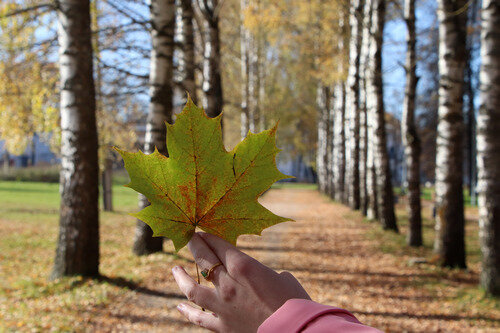 Зубцов. Берёзовая аллея. Фото С. Рысенковой 10.10.2021