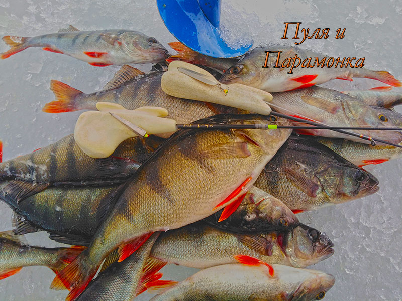 Улов на Парамонку впай и Пулю подвес