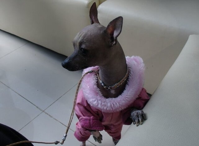 Нюша перед выставкой... Типа ожидает и не волнуется... Кстати...на той выставке она станет дважды победительницей на рингах...