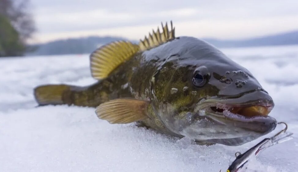 Фото с manrule.ru