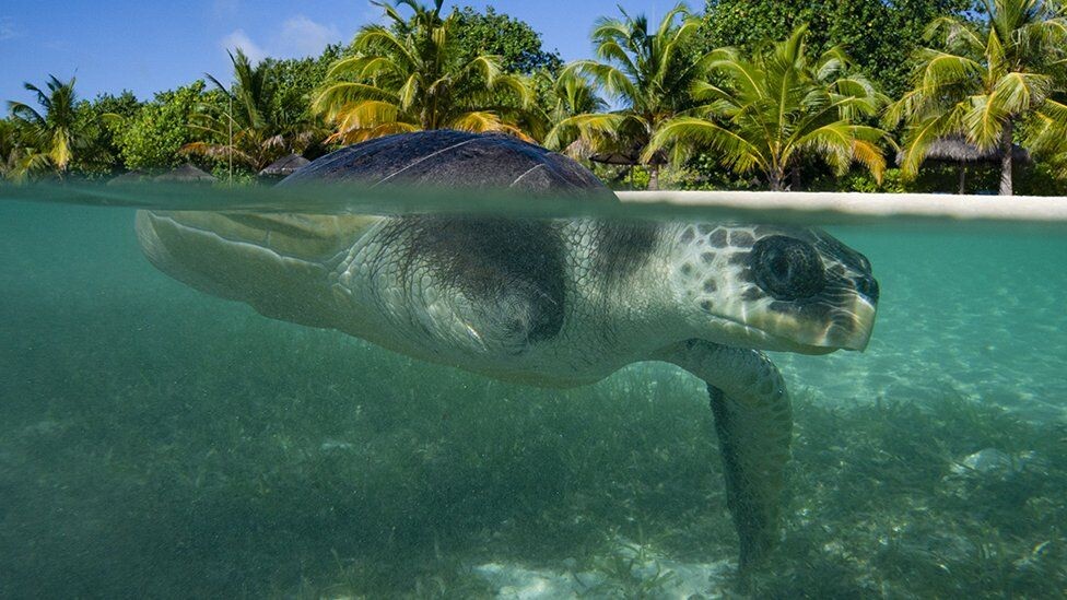 Спасатели на Мальдивах обнаружили, что Эйприл была слишком тяжело ранена, чтобы ее можно было выпустить обратно в дикую природу