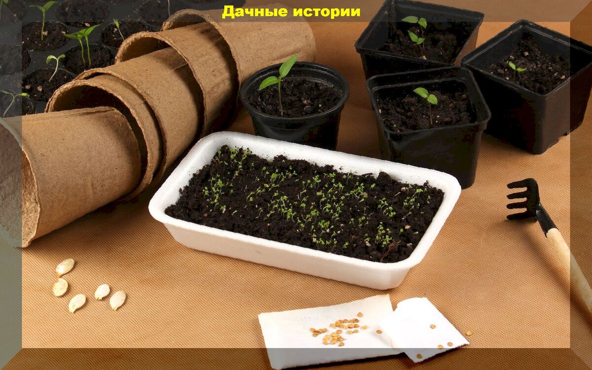 https://vk.com/photo-159774511_457250683