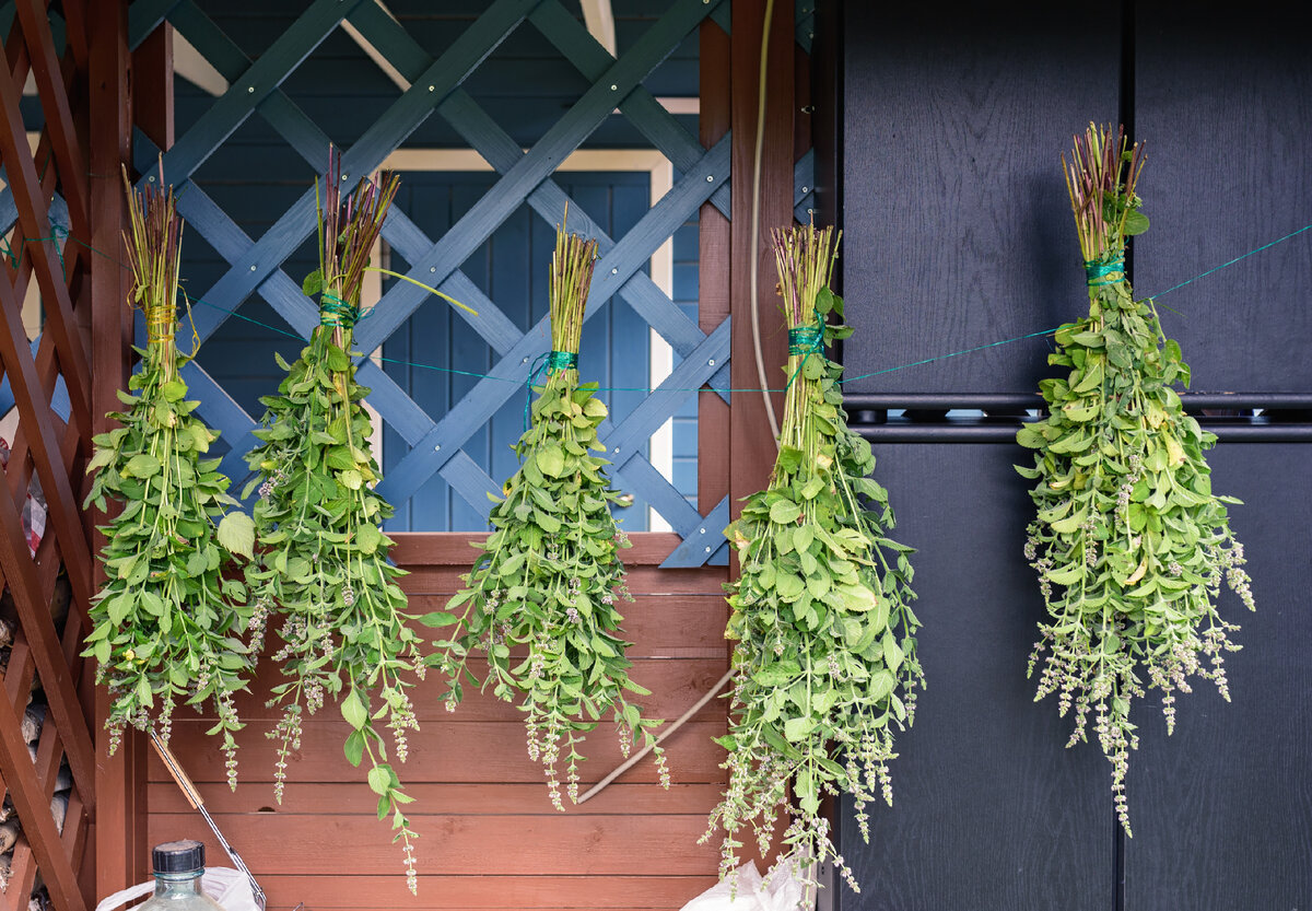 Мята сохнет.