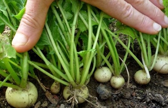 Вот большую оставляем, пусть растет большая- пребольшая), а маленькую уже можно повыдергать и  съесть, чтобы большой было куда расти.