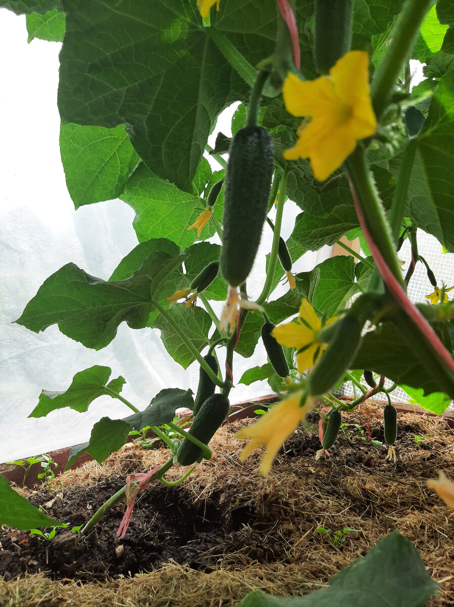 Радовали все лето.