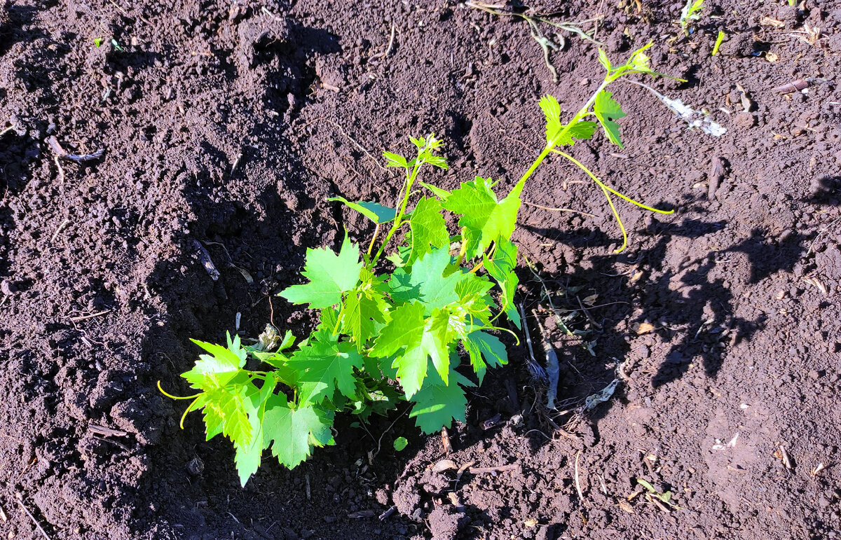 Вегетирующий саженец, высаженный в открытый грунт