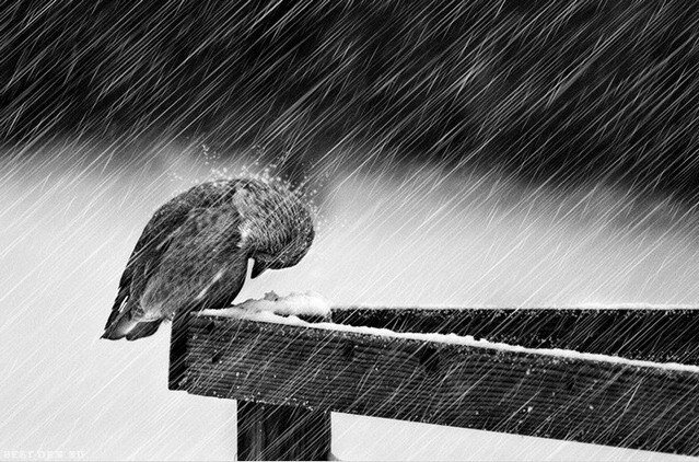 "Снегодождь, опять снегодождь"