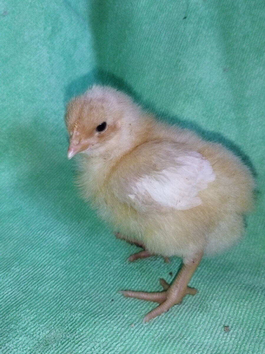 Петушок Foxy Chick