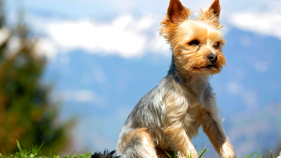 источник: pixabay.com