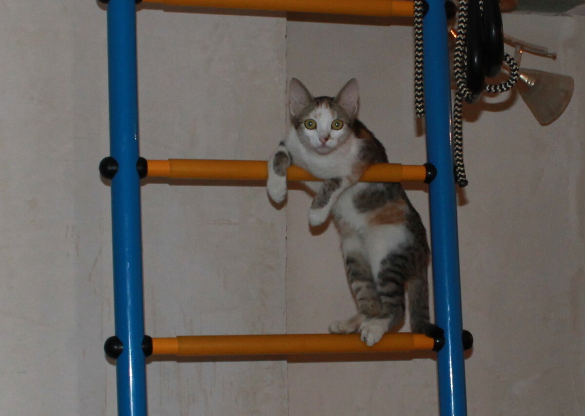 Тося взбирается на турник. Фото автора.