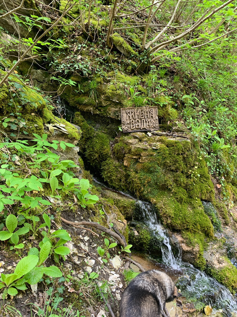 Живая вода возле водопада. Рядом такая же табличка "мертвая вода"