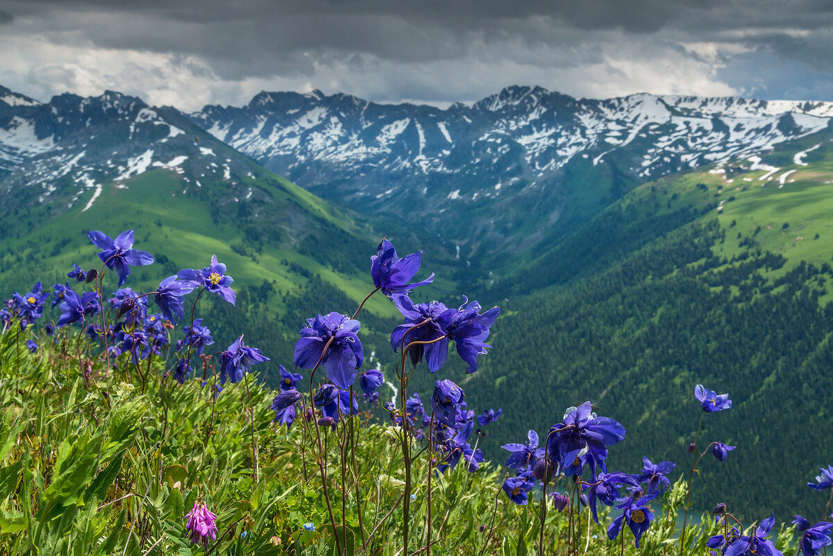 Цветы горного алтая фото