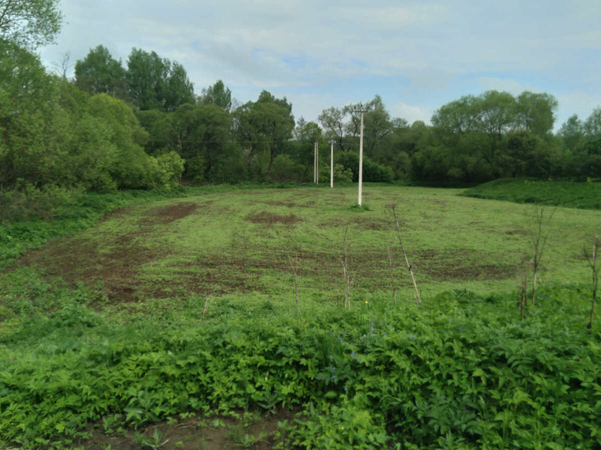 всходит фацелия