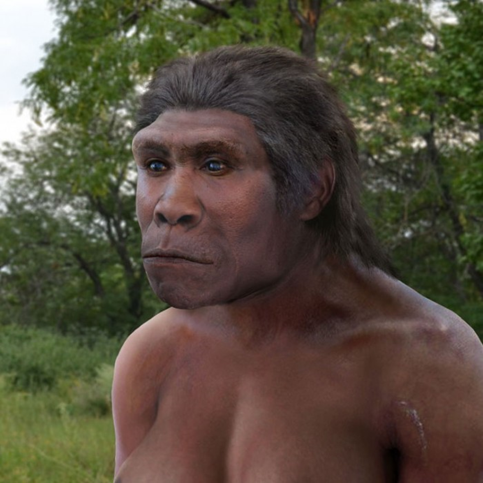 Homo erectus человек. Человек работающий homo ergaster. Хомо сапиенс хомо эргастер. Человек прямоходящий homo Erectus.