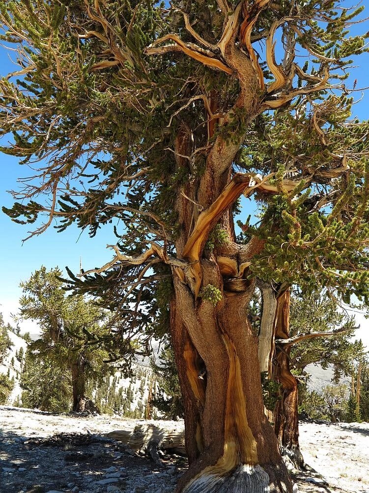 Самая древняя сосна. Сосна Мафусаил. Сосна остистая Мафусаил. Сосна остистая (Pinus aristata). Остистые сосны Северная Америка.