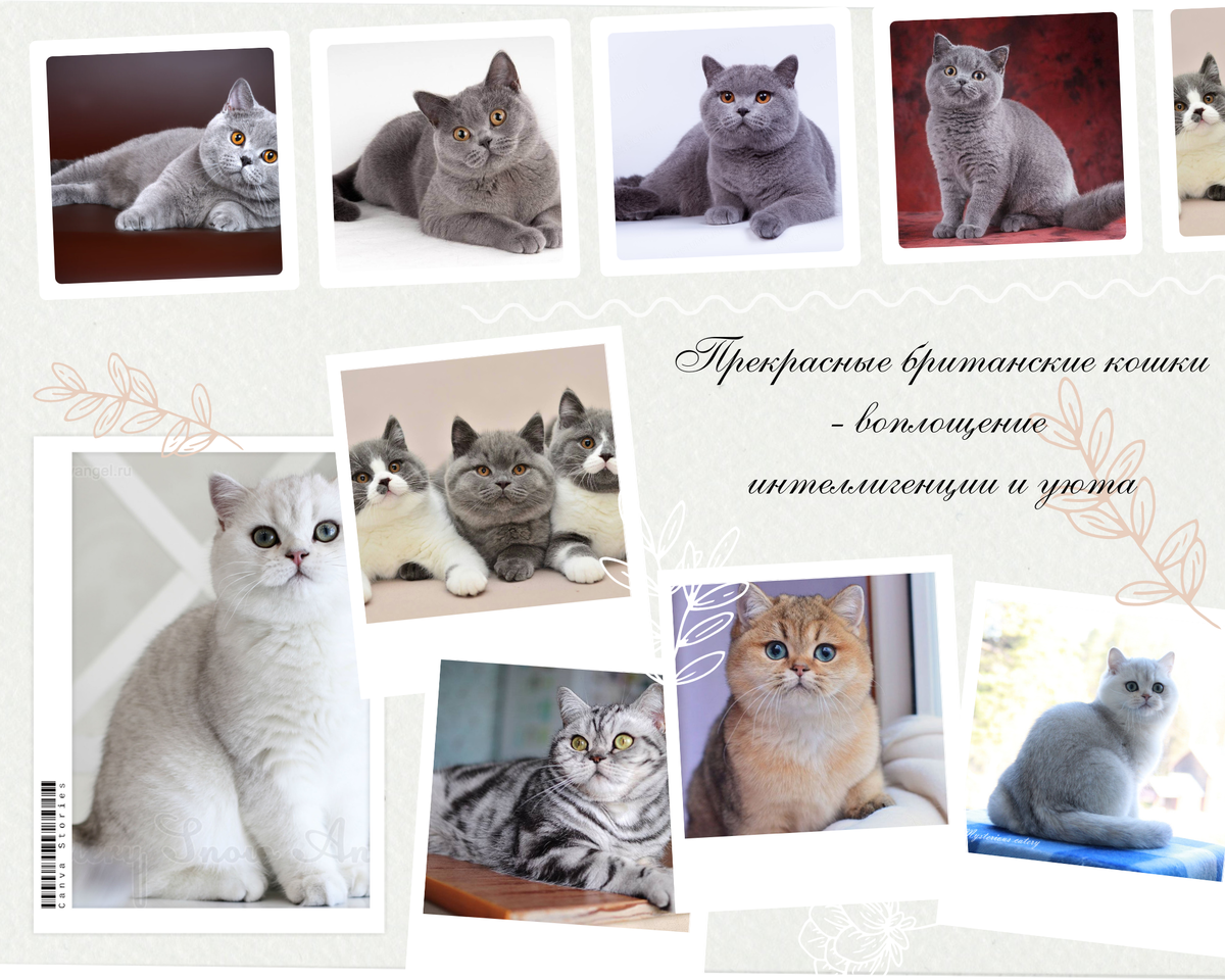 Популярные породы кошек с фотографиями и названиями Какие породы кошек самые ласковые и ручные Самые ласковые породы кошек. tre-i-